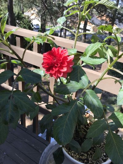 The first dahlia ever to bloom in Stefanie Pettit’s garden thrives in a deer-free zone last year. Following her friend’s instructions last year, Pettit carefully stored a dahlia tuber that she has planted this season. (Stefanie Pettit / The Spokesman-Review)