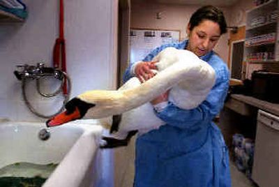 
Philip the swan is lifted from a tub by kennel technician Risa Lara on Friday. 
 (Jed Conklin / The Spokesman-Review)