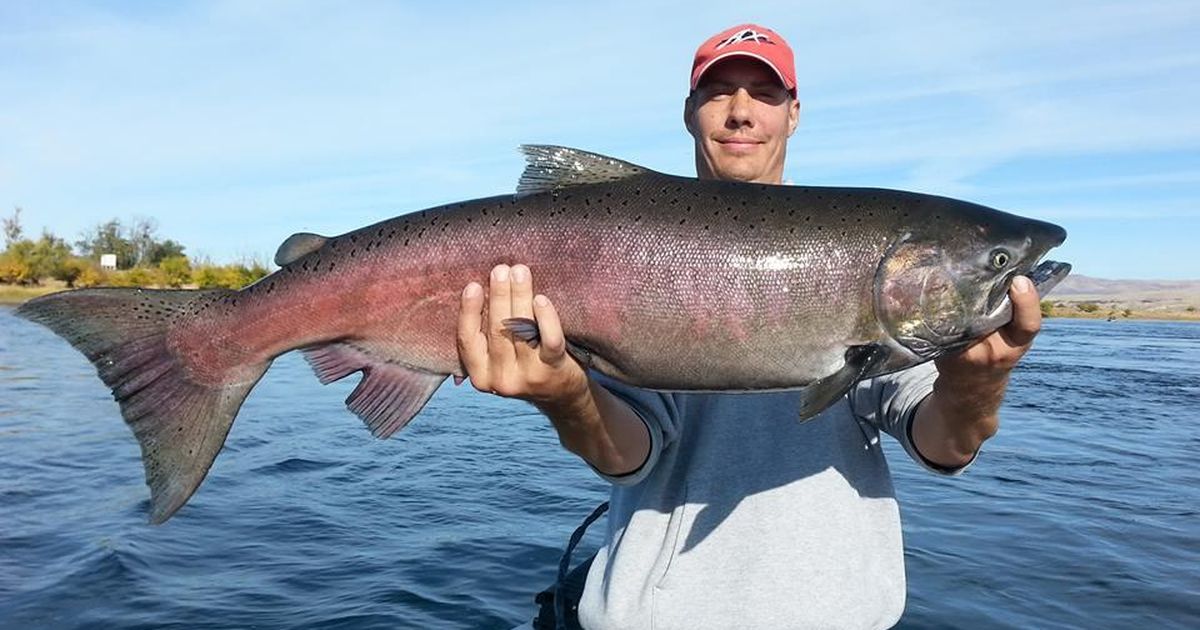 Salmon anglers can cash in on Hanford Reach broodstock project | The ...