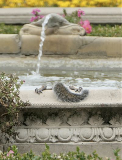 Lisa Giegel took this photo of a squirrel grabbing a drink at Duncan Garden on Aug. 26, 2021.  