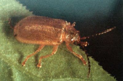 
Golden loosestrife beetle
 (The Spokesman-Review)