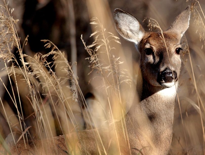 White-tailed deer are dying in a 2015 outbreak of bluetongue in Eastern Washington, North Central Idaho and southeastern Oregon.  (Robin Loznak / AP)