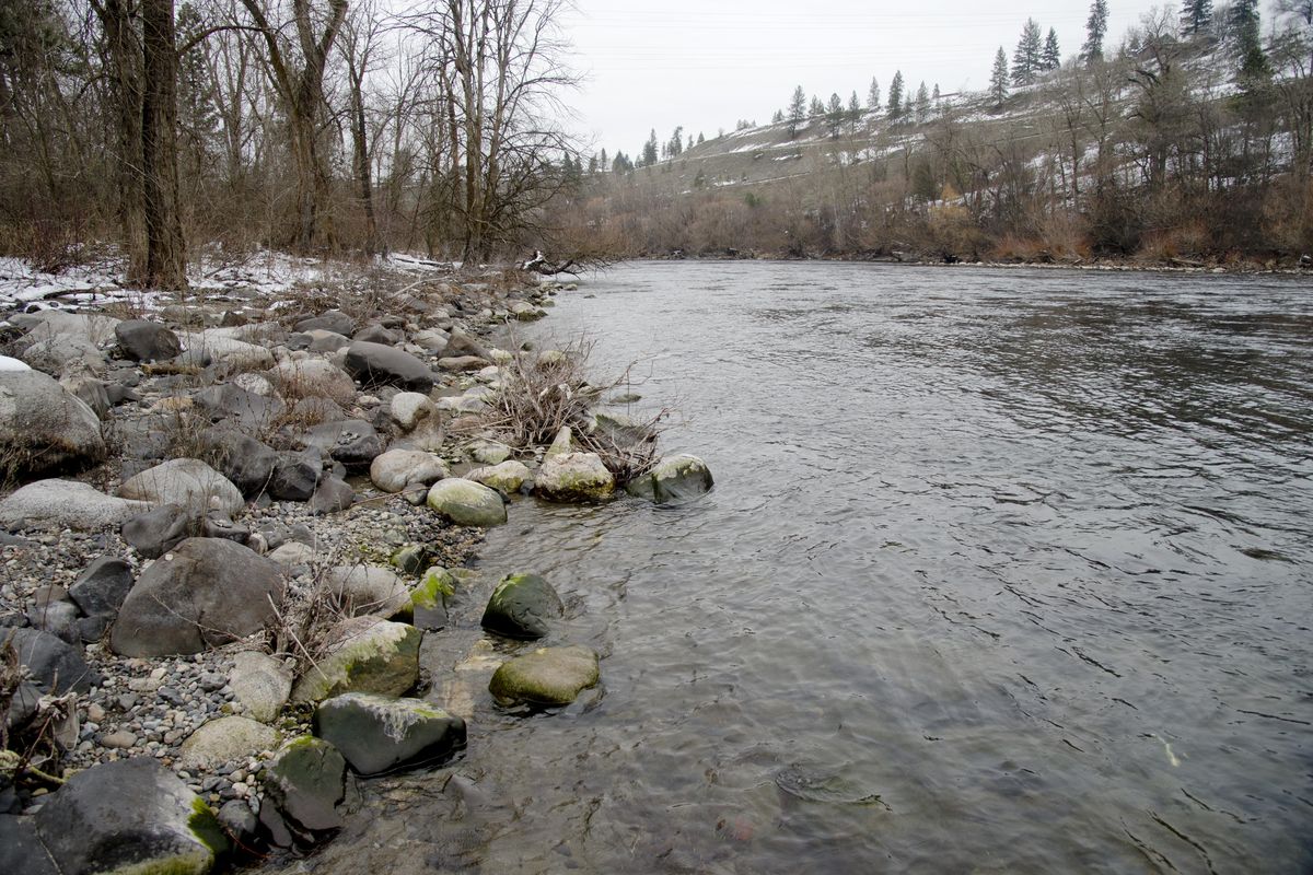 Conservation Futures money will be used to preserve this mostly forested bank of the Spokane River across from Pettet Drive,  shown in January 2016. (Jesse Tinsley / The Spokesman-Review)