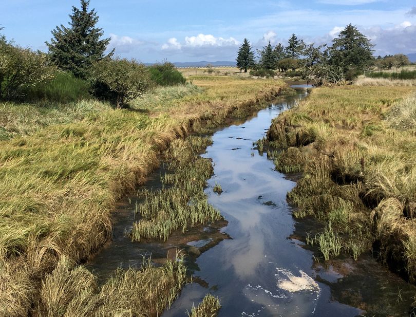 The wetlands of Fort Stevens State Park in Oregon are home to a variety of birdlife. (John Nelson)