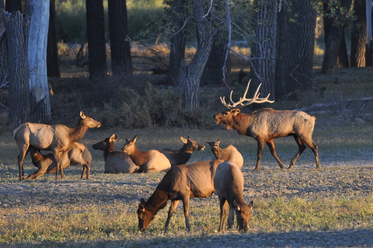 Bull elk command a lot of interest, but antlerless elk – cows and calves of the year – outnumber bulls usually by about 4 to 1. (Rich Landers)