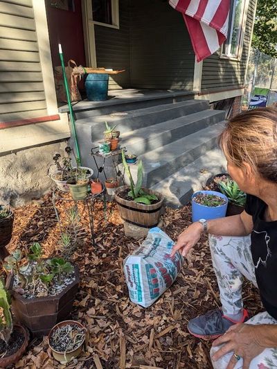 Akua Lum-Resse looks over part of her collection of tender succulents as she readies them to come indoors to avoid the frost. Now is a good time to repot plants and check them for bugs before they come in for when frost hits.  (Pat Munts/For The Spokesman-Review)