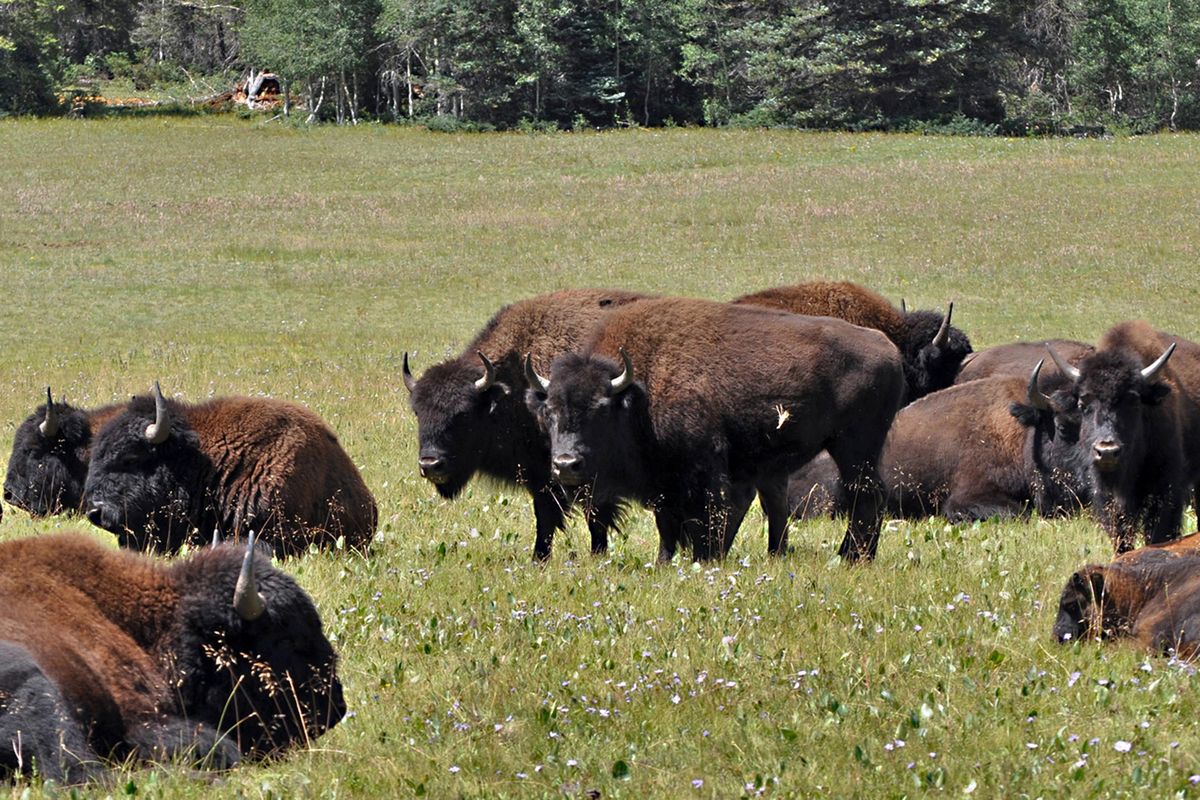 Bison are seen in the national forest adjacent to the Grand Canyon in Northern Arizona in August 2010. The hundreds of bison that roam the far northern reaches of Arizona were thought to be  descendants of the massive animals brought to the region in the early 1900’s as part of a crossbreeding operation. But a new report issued Thursday, June 16, 2016, by the National Park Service said that’s just a snapshot of bison history in the region. (uncredited / Associated Press)