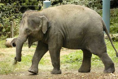 
This undated photo provided by the Woodland Park Zoo in Seattle shows Hansa, the first elephant born in the state of Washington. Hansa was found dead June 8. Associated Press
 (File Associated Press / The Spokesman-Review)