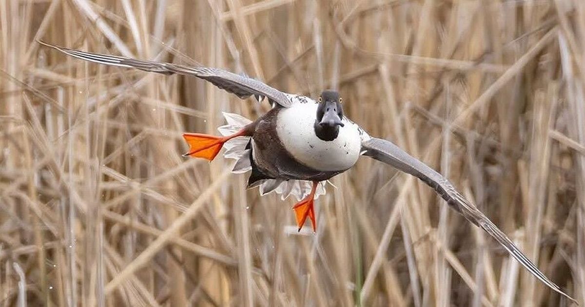 Cool Critters: The northern shoveler is one dandy duck with a big schnoz