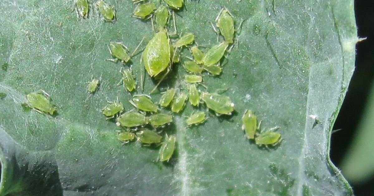 Gardening: Catching aphid infestations early makes them easier to stop