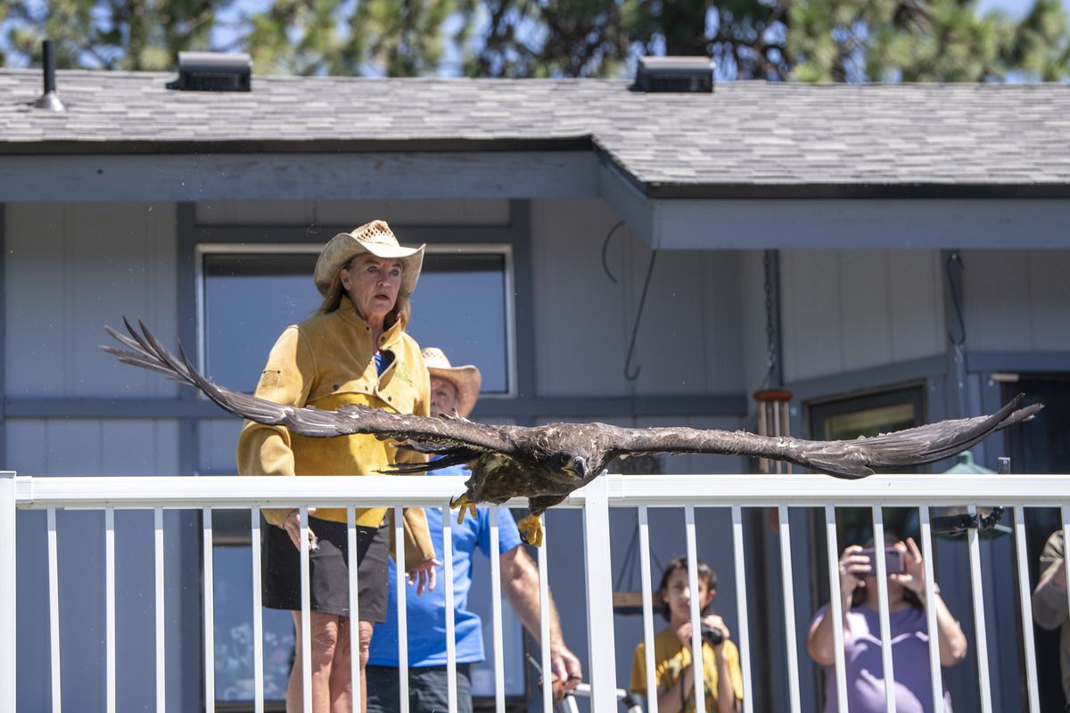 Rehabilitation specialist Janie Veltkamp stands on the back deck of a home in Suncrest and watches Journey, a juvenile female bald eagle flies away after being released Friday, July 16, 2021. The eagle was found during the recent heatwave and was unable to return to the nest and was taken in by Veltkamp, operator of Birds of Prey Northwest, and allowed to recuperate, then released in the same area where it was found.  (Jesse Tinsley/THE SPOKESMAN-REVI)