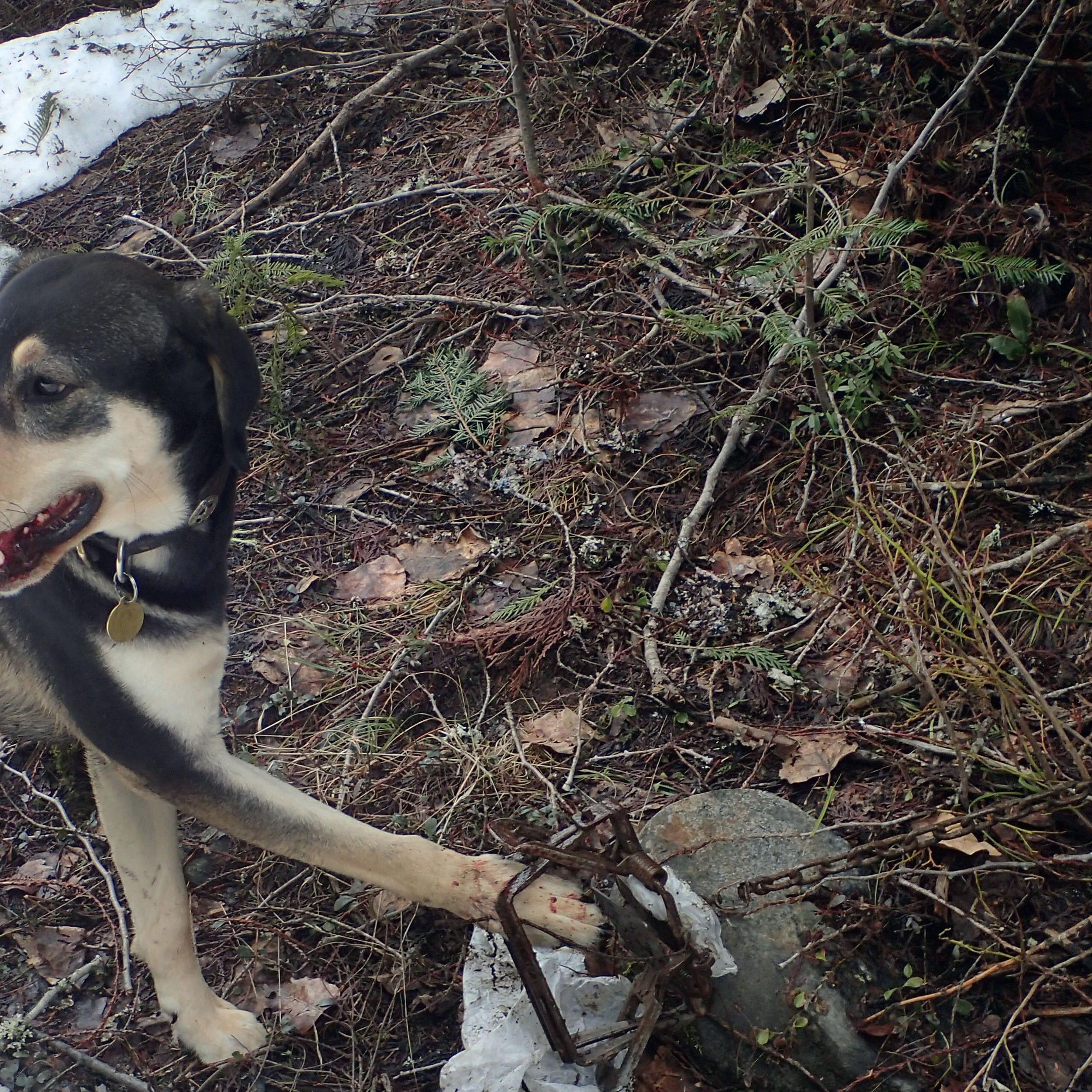 Would signs near Idaho wildlife traps incite harassment of trappers or  protect dogs?