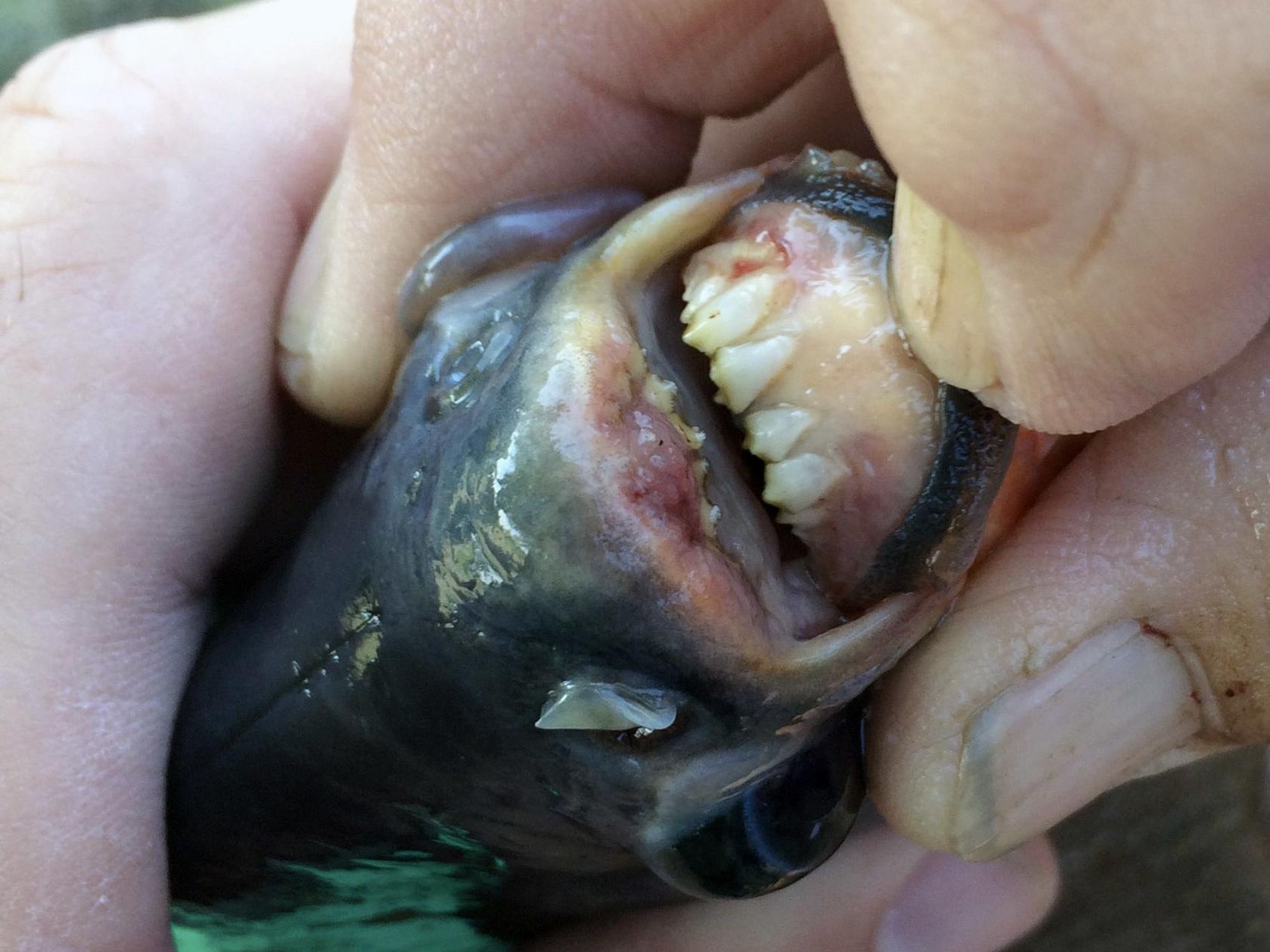 Pacu: Boy catches fish with 'human-like teeth' in an Oklahoma pond