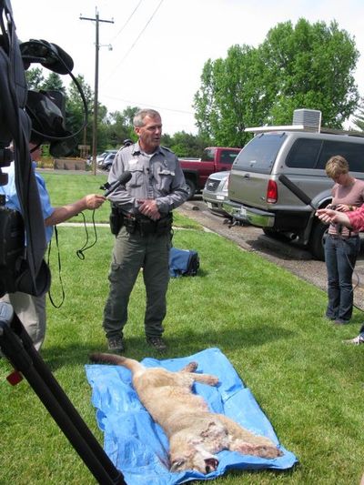 Matt O'Connell, Idaho Fish & Game senior conservation officer, talks about the subadult mountain lion that was shot Monday night on the BSU campus, after hanging out in town for several days and  being spotted in a Dumpster rooting for food. (Betsy Russell)