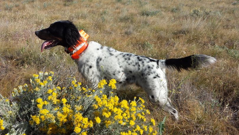 Scout, Rich Landers' English setter, eases off a point in a field of cheatgrass, rabbit brush and the occasional quail. (Rich Landers)