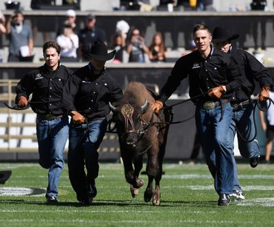Ralphie VI and its handlers take the field before Colorado’s game against Minnesota at Folsom Field in Boulder, Colorado, on Sept. 18, 2021.  (Denver Post)