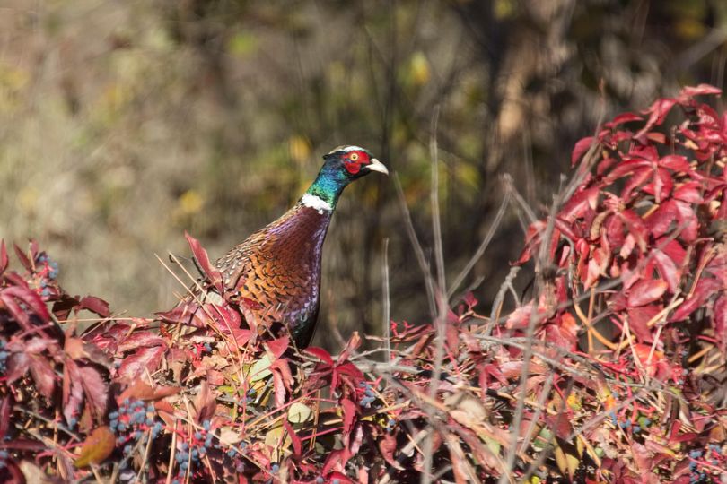 Rooster ring-necked pheasant along the Little Spokane River. (Lindell Haggin)