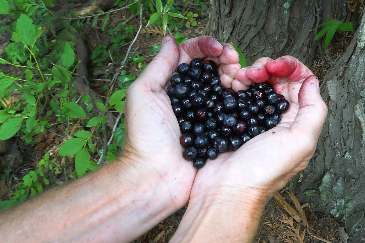 “I love huckleberries,” says Vickie Sienknecht, who picked this bunch of beauties near Priest Lake. In August, she says, “my heart bleeds purple.”