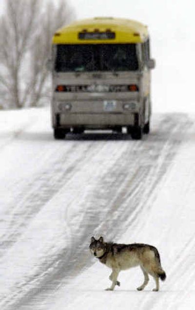 A park tour bus stops to let a wolf cross the road in Yellowstone National Park, Wyo. Once eradicated from the park, wolves were brought back under a contentious reintroduction program that began in 1995.
 (Associated Press / The Spokesman-Review)