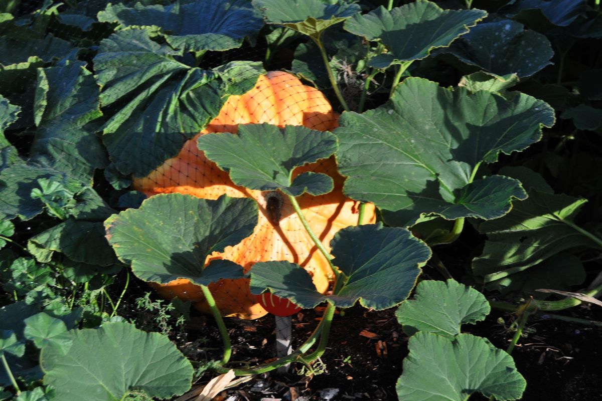 These pumpkins in a local community garden are turning orange a month early in 2015. Squash and pumpkins need to be harvested with about 2 inches of stem intact. Brush off any dirt and then store them in a single layer in a warm place to harden up. They should be used by midwinter, Pat Munts says. (Pat Munts / The Spokesman-Review)