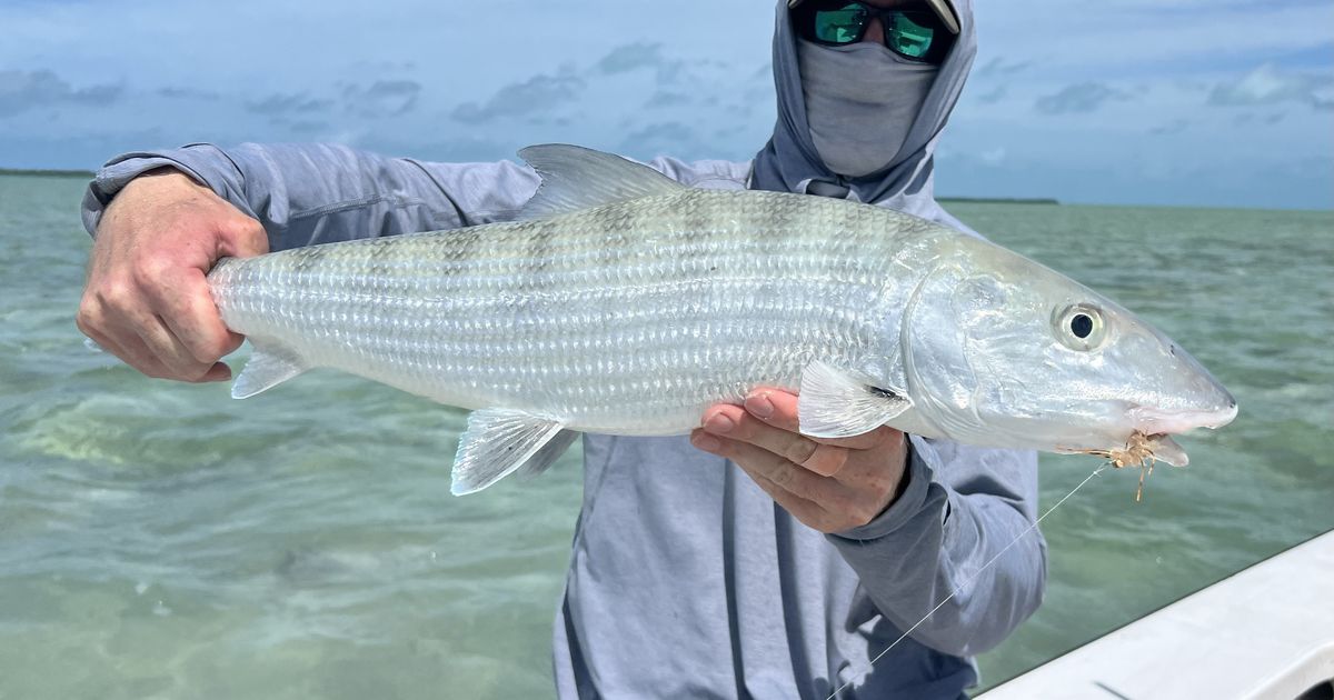 To Cuba for bonefish, tarpon and permit, with a side of a changed Havana | Dennis Anderson