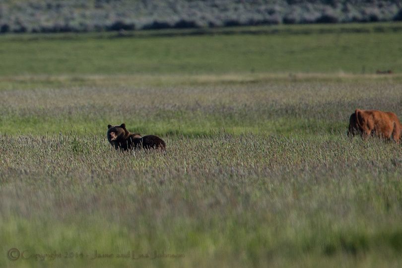 A grizzly bear feeds in a Western Montana farm field with a herd of cattle on June 17, 2014.  (Jaimie Johnson)