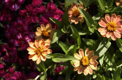 
Orange zinnias add a splash of color to the garden of Jean LaBauve.
 (Jed Conklin / The Spokesman-Review)