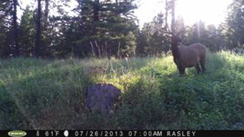 Elk attracted to lure crops in the Blue Mountains. (Washington Fish and Wildlife Department)