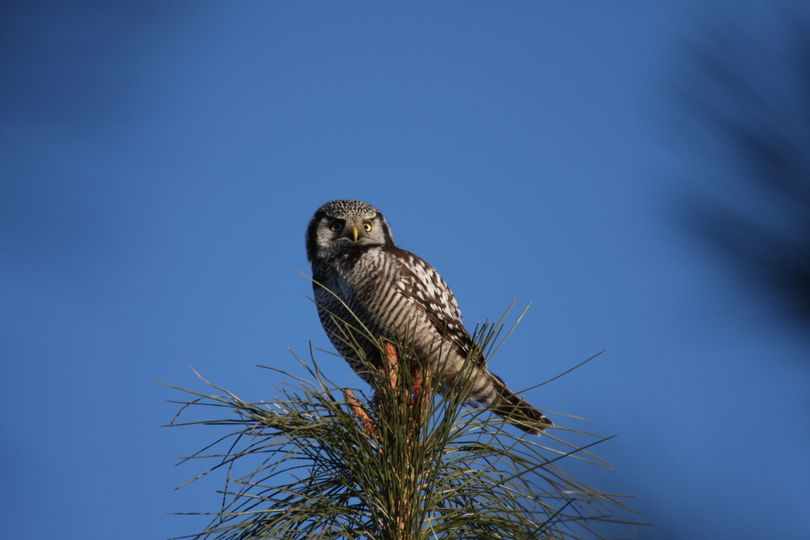 Birdwatcher/photographer Ron Dexter, who lives in th foothills of Mount Spokane, snapped this sweet image of the northern hawk owl that's been catching a lot of attention in the Spokane area in January 2012. (Ron Dexter)