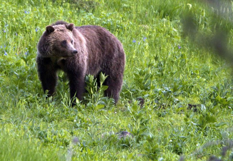 Grizzly bears once roamed the rugged landscape of the North Cascades in Washington state but few have been sighted in recent decades. Federal officials want to restore the population and released a draft plan on Jan. 12, 2017, with four options, ranging from taking no action to varying efforts to capture bears from other locations and relocate them to the state. (Associated Press)
