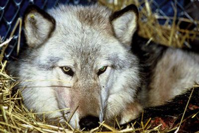Wolf managers with Idaho's Department of Fish and Game want to use helicopters to collar wolves to help count them. Opponents fear the information will be used to track and kill the animals. There are now 500 wolves in Idaho. 
 (File/Associated Press / The Spokesman-Review)