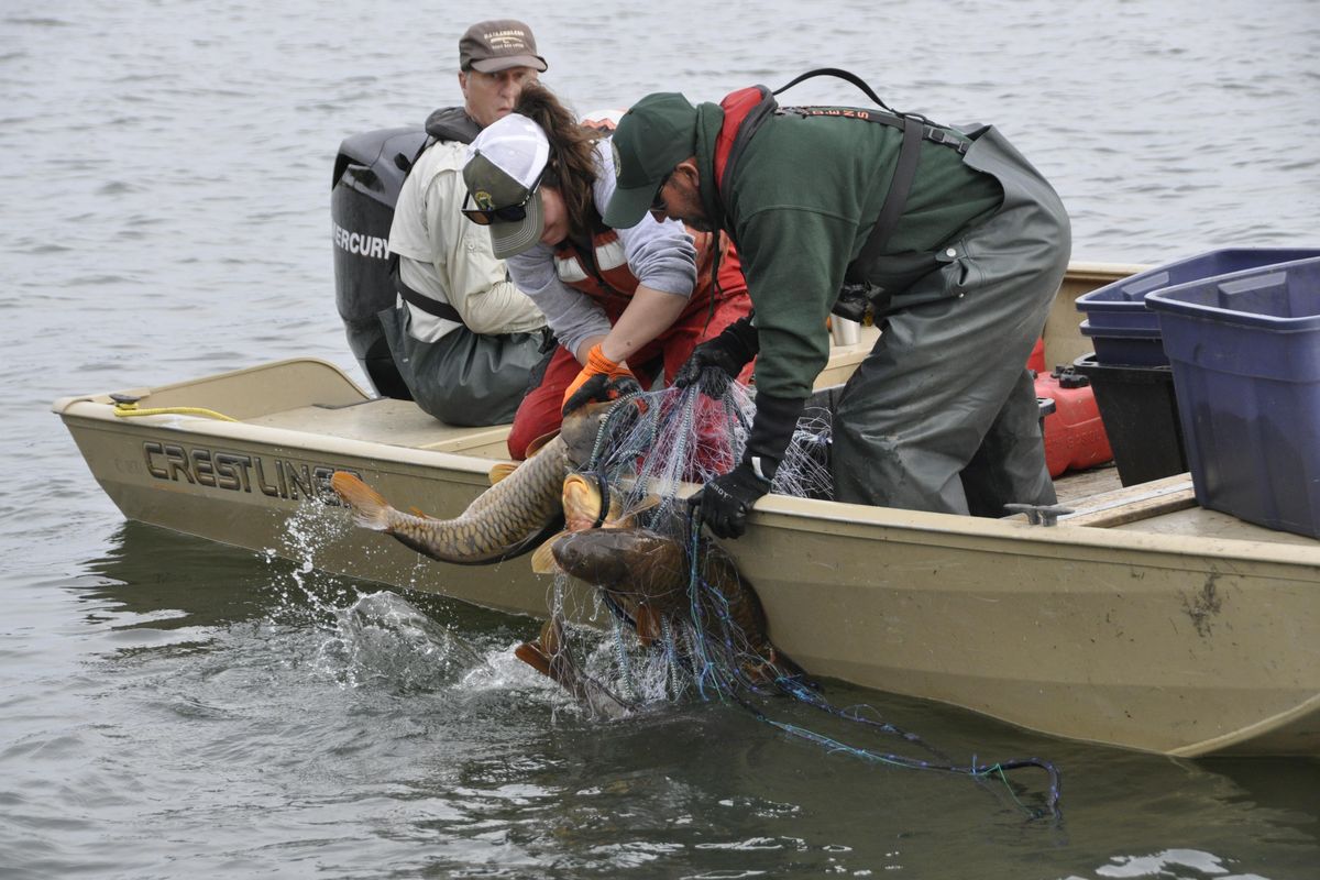 Fisheries technicians Jessie Best and Josh Fross collect carp from a gillnet in Lake Spokane last week for a project to improve water quality by reducing the population of the bottom-feeding fish. The project is funded by Avista and supported by the Washington Fish and Wildlife Department. (Rich Landers / The Spokesman-Review)