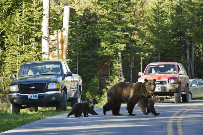 A grizzly bear and her cubs stop traffic in Yellowstone National Park. (Tom Mangelsen / Associated Press)