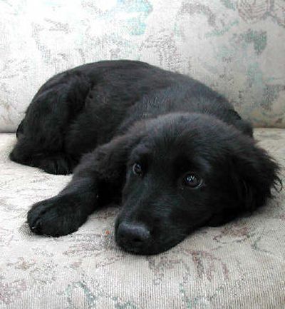 
Midnight a 3-month-old spaniel lab mix is available for adoption at SCRAPS in the Spokane Valley. 
 (Jody Lawrence-Turner / The Spokesman-Review)