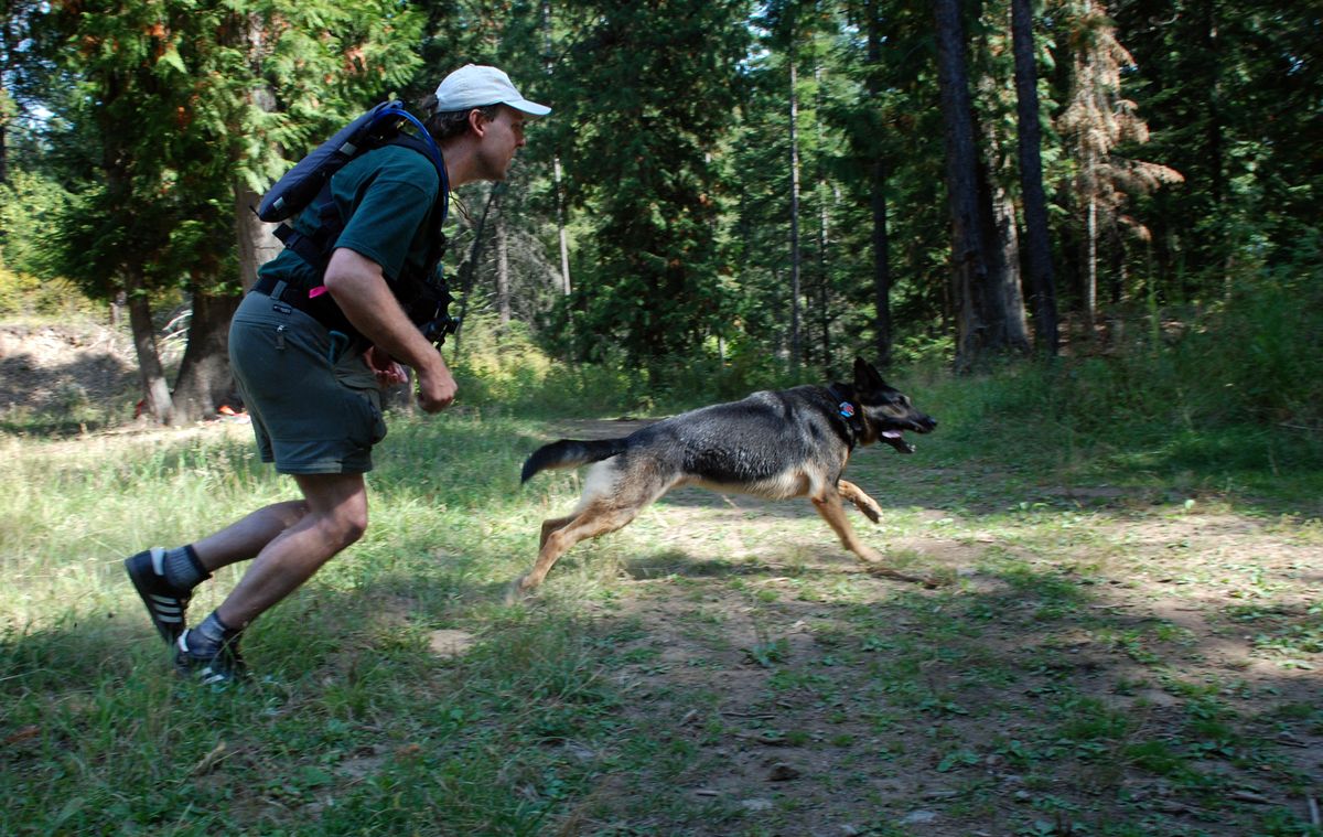 Jonathan Brown of King County Search Dogs sprints with his German shepherd, Benny, who has found a victim in a training exercise and is leading his handler to the find. Volunteer handlers from around the region trained at Camp Reed in September. (Photos by RICH LANDERS / The Spokesman-Review)