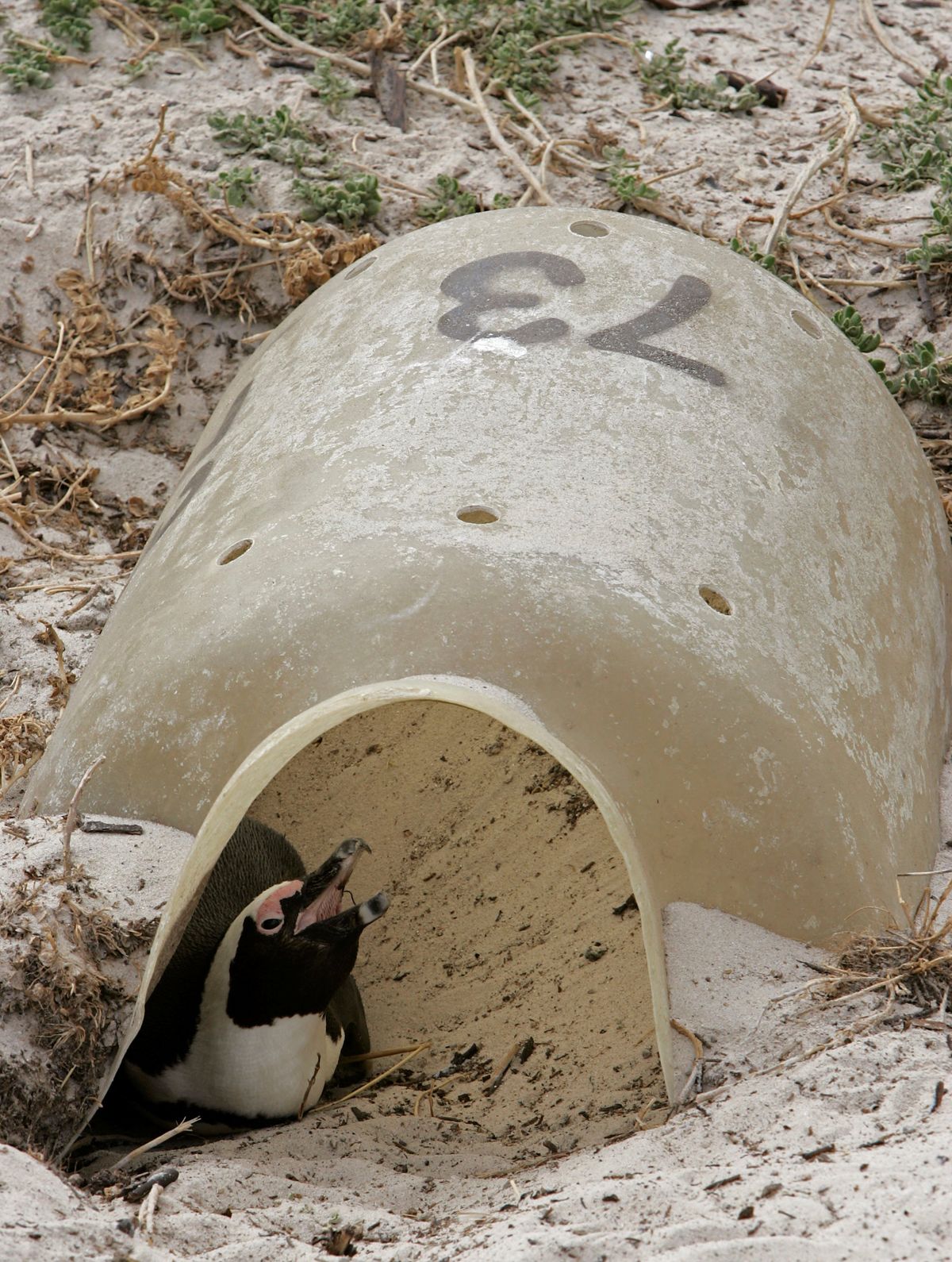 A penguin rests in a nesting box at a national park in Simons Town in early March. (The Spokesman-Review)