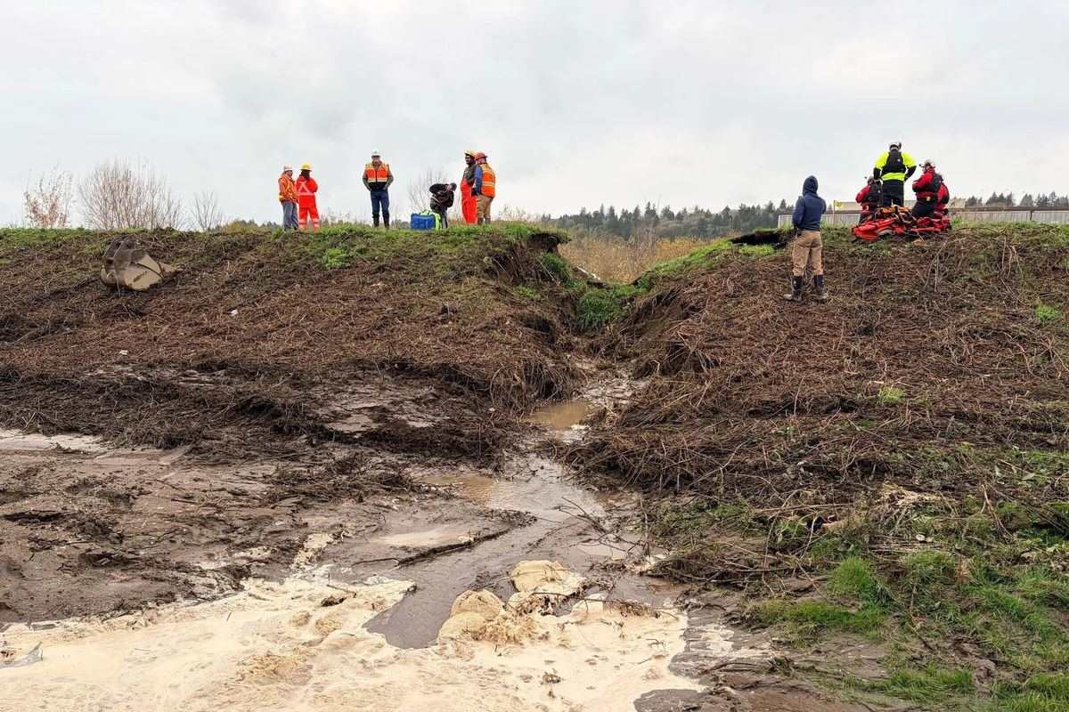 Crews assess the site of the breached Desimone levee Monday in Tukwila, Wash. The levee is designed to mitigate flood risks for the Green River. (Ellen Banner/Seattle Times)