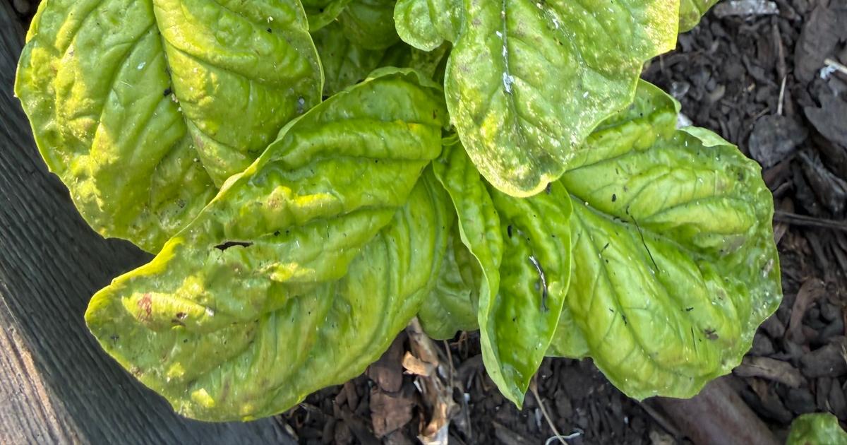 Gardening: How to deal with ash in your garden