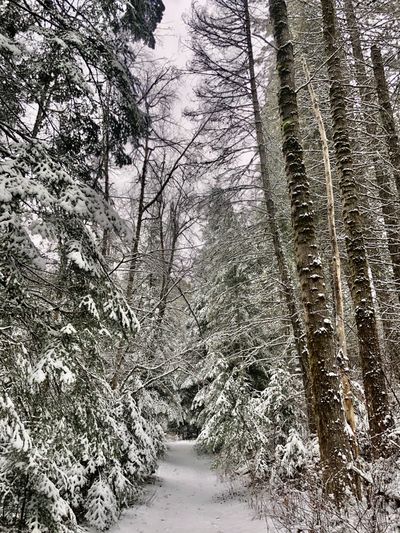 A snowy view on the Liberty Lake Loop. (Seagrin von Ranson / For Evercannabis)