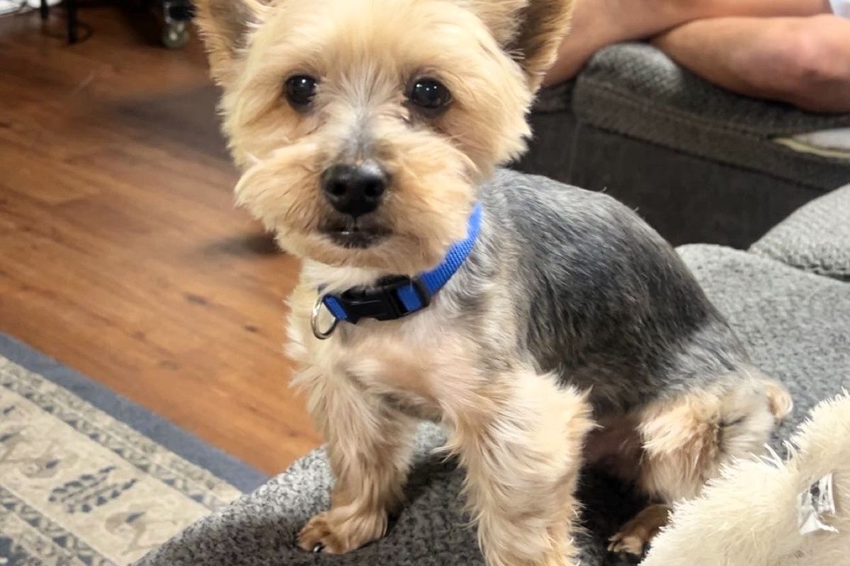 Kingston, a Yorkshire Terrier, spent a few days at the Kappa Sigma fraternity house at the University of Southern Mississippi. (John Christopher)