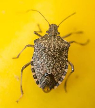  (Pictured is a stink bug. Growing numbers of the pests have been found in Washington this fall.)