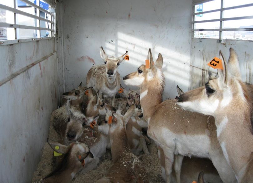 A stock trailer holds a portion of some 100 antelope after they were captured in Nevada and tagged before being transported to Central Washington where they were released Jan. 15 and 16 on the Yakama Indian Reservation. The project was sponsored by Safari Club International with the cooperation of wildlife agencies from both states and the Yakamas. (Safari Club International)