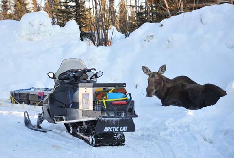 A moose rests in deep snow by Bob Jones's snowmobile near McGrath, Alaska. Jones of Kettle Falls and his son-in-law Josh Rindal of Spokane followed the Iditarod Trail and the 2012 Iditarod sled dog race, and they did it again in 2014.
 (Bob Jones)