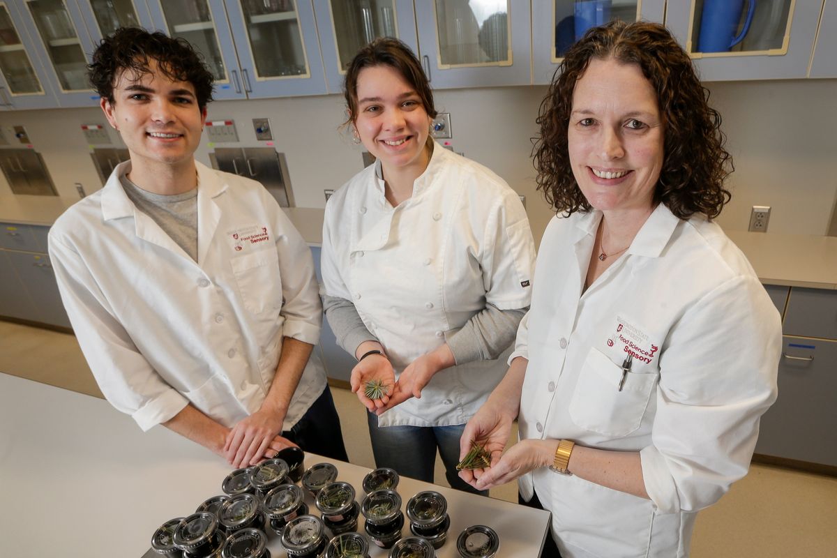 Washington State University Regents Professor Carolyn Ross, right, and graduate students Erin Macedo and Jayden Scott show off samples of fir trees on Thursday at the Food Sensory Evaluation Laboratory in Pullman.  (Geoff Crimmins/For The Spokesman-Review)