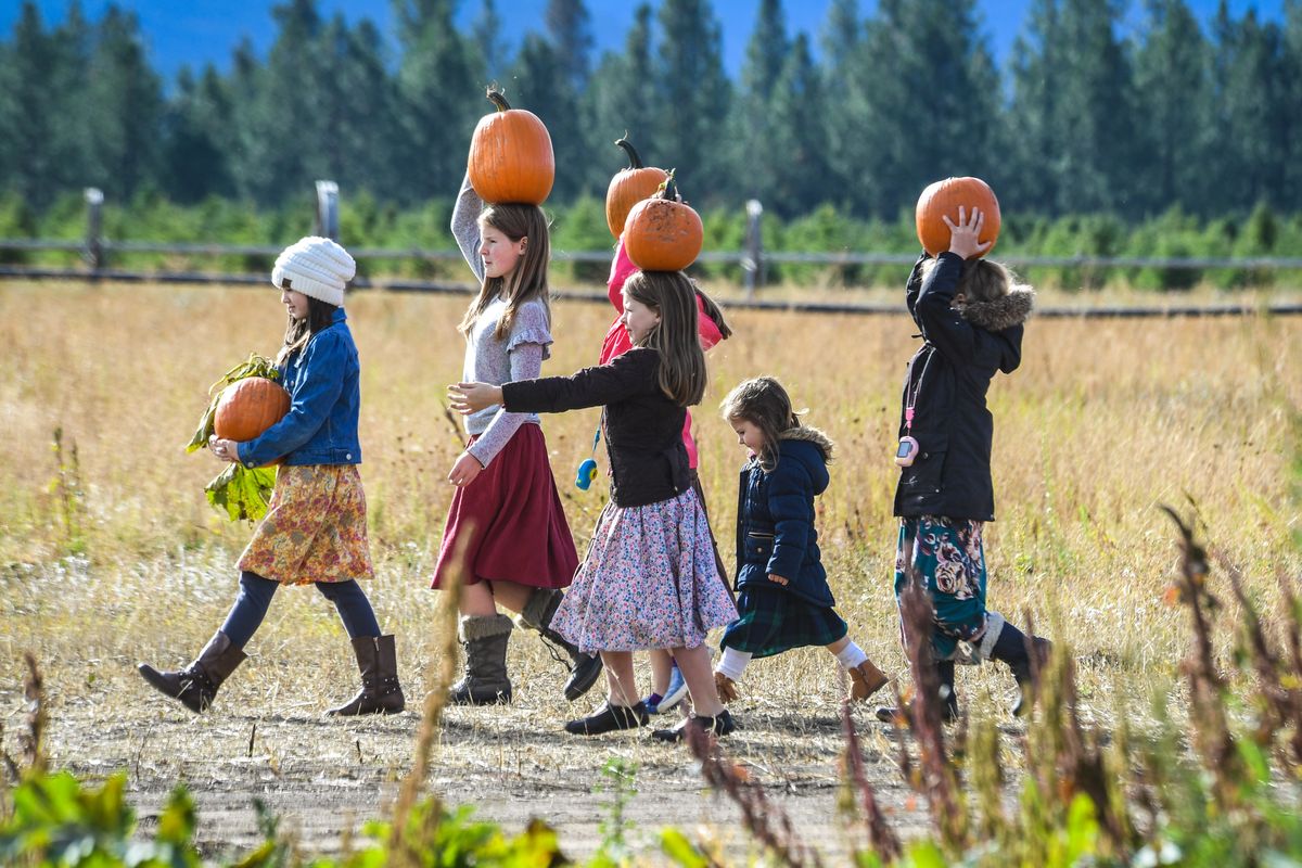 Packing out their pumpkins, from left, are Maria Gordon, Abigail Leonard, Felicity Leonard, Gloria Anderson, hidden in pink, Penelope Leonard and Cordelia Leonard on Saturday at Carver Farms at Newman Lake.  (DAN PELLE/The Spokesman-Review)