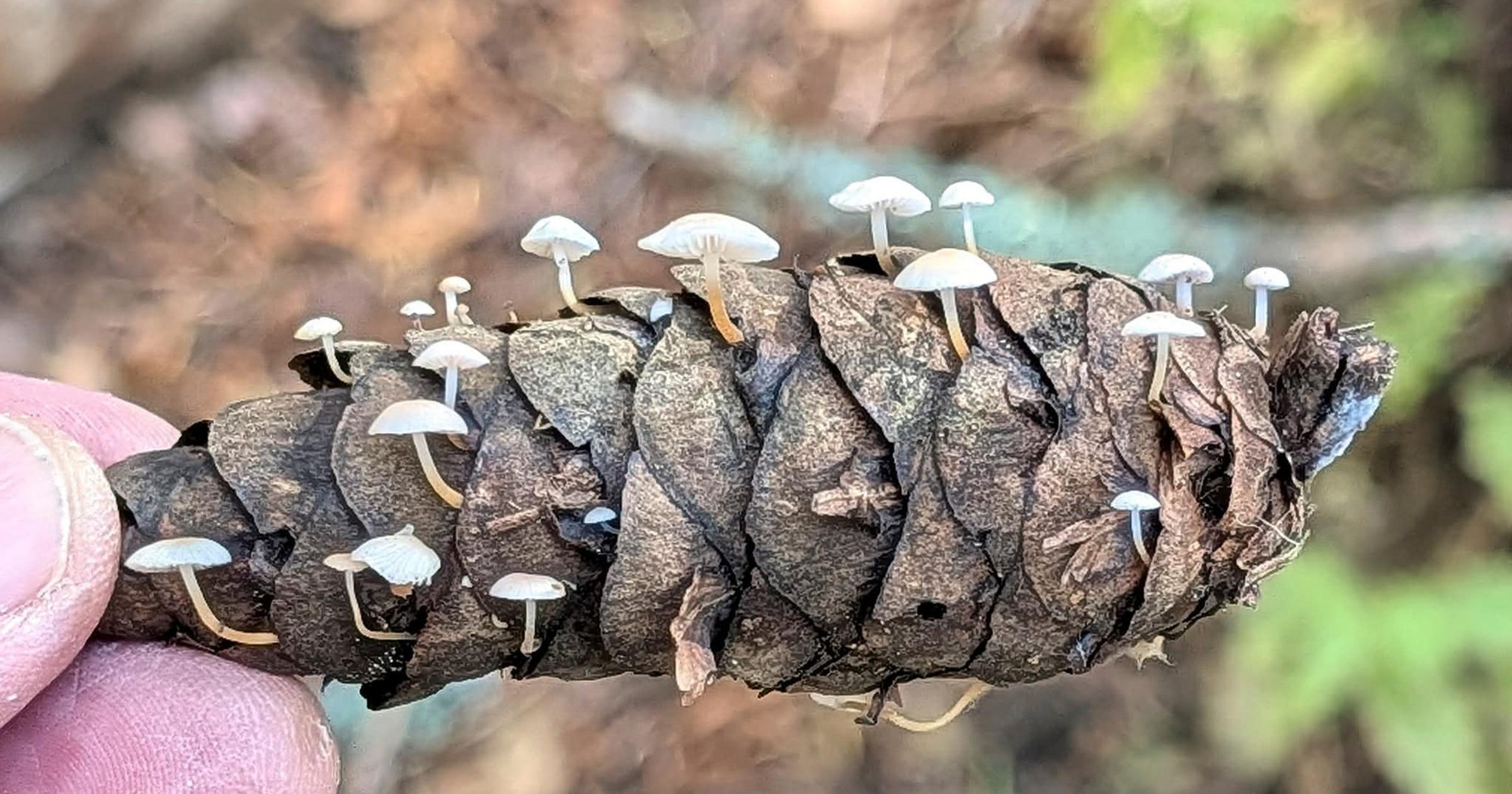 Cool Critters: Tiny mushrooms topped with parasol caps sprout from fir cones