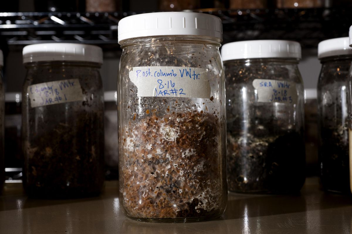 Researcher Heidi Montez grew various strains of fungus with sawdust, grain or other nutrition sources, along with stormwater sediment. The collection is seen at her lab on Oct. 6, 2016 in Spokane. (Tyler Tjomsland / The Spokesman-Review)