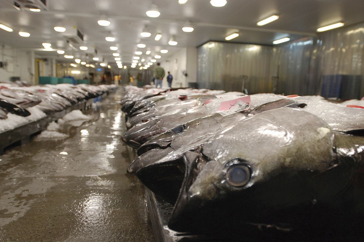 FILE - In this March 23, 2016 file photo, tuna caught by foreign fishermen aboard American boats are lined up at the Honolulu Fish Auction at Pier 38 in Honolulu. A tuna fishing boat based in the Pacific island nation of Fiji that has been accused of essentially enslaving its crew was blocked Wednesday, Aug. 4, 2021, from importing seafood in the United States, part of an increasing effort to keep goods produced with forced labor from entering the country.  (Caleb Jones)