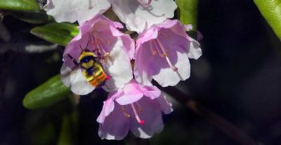 
A bee works a rhododendron on a recent sunny day in search of nectar. 
 (Christopher Anderson/ / The Spokesman-Review)