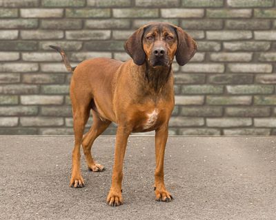 Junior, a neutered male hound, is available for adoption at SCRAPS. (Karen Fosberg / For The Spokesman-Review)